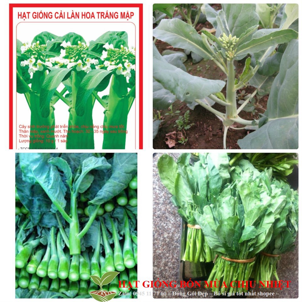 Hạt Giống Cải Rổ Siêu Ngon Ngọt Ăn Cả Cây (Brassica)