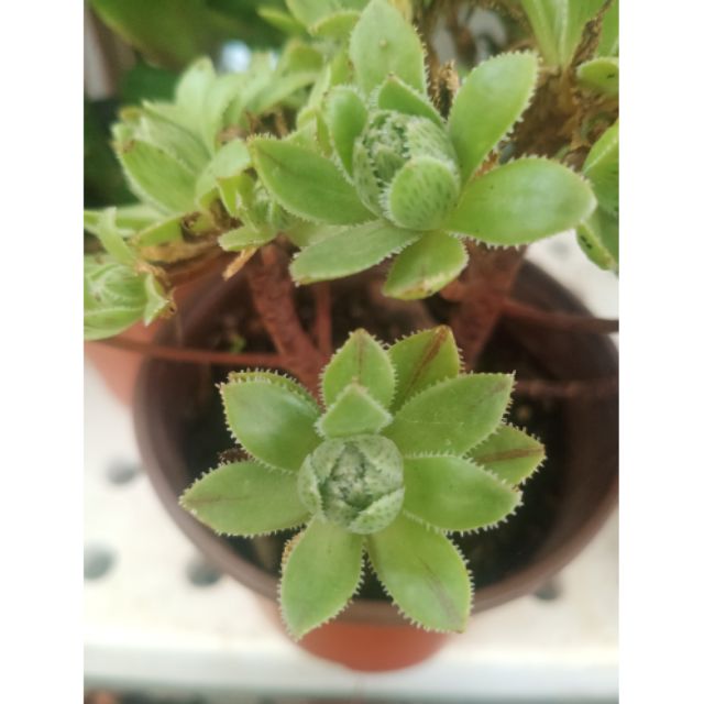 Aeonium cv Catlin Minor