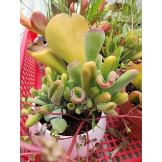 sen ống điếu đột biến