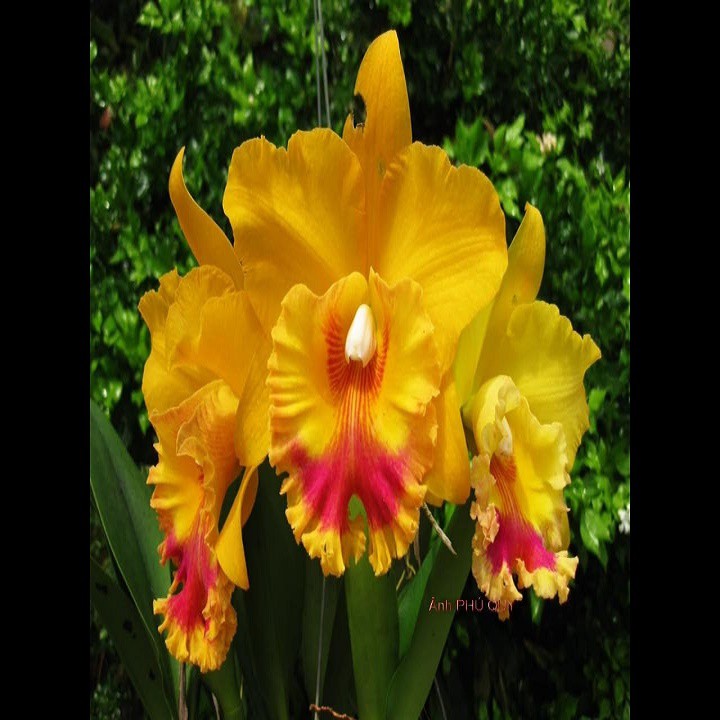 COMBO 10 CÂY Lan Cattleya Giống nhiều màu, hoa bông to đại cực thơm giá siêu rẻ