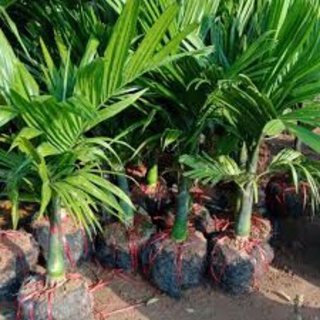 Cau lùn tứ quý cây cao 50cm, vanh 10cm, giống chuẩn - cau tứ thì