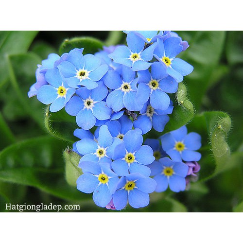 Hạt Giống Hoa Lưu Ly - 50 Hạt