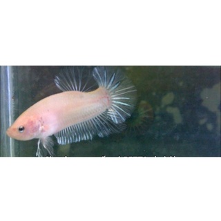 Betta trắng lai 1 cặp trống mái . tặng thức ăn