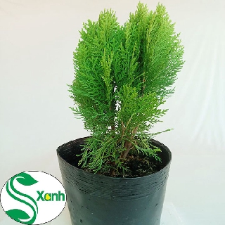 Cây Trắc Bách Diệp - Cây Thuộc Bài