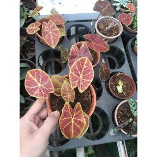 Chậu cứng môn đỏ - Caladium spring fling