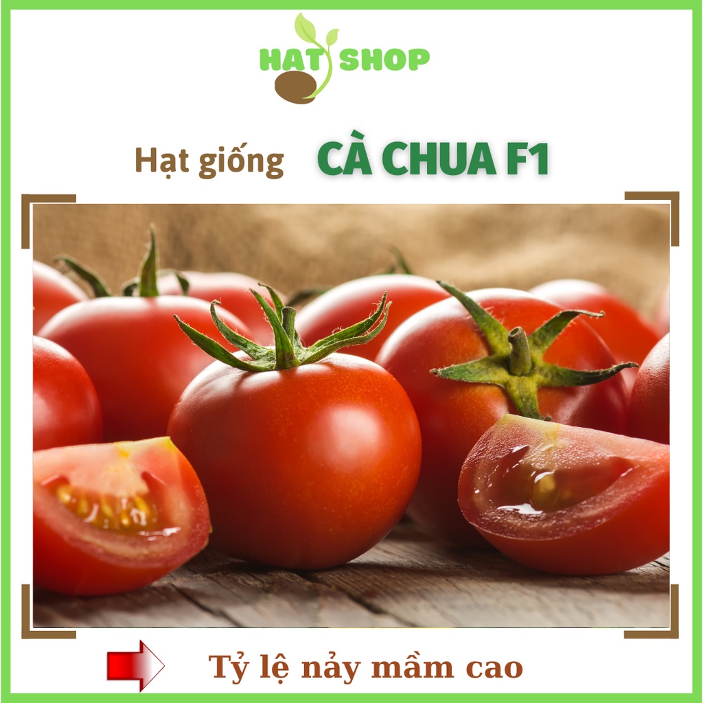 Hạt Giống Cà Chua Đỏ Khoẻ Giàu Dinh Dưỡng Dễ Chăm Sóc - HẠT SHOP