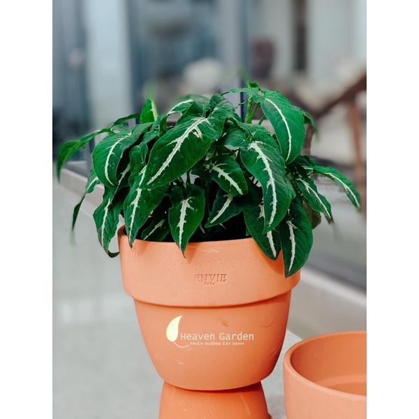 Chậu đất nung tròn gờ lớn envie vintage