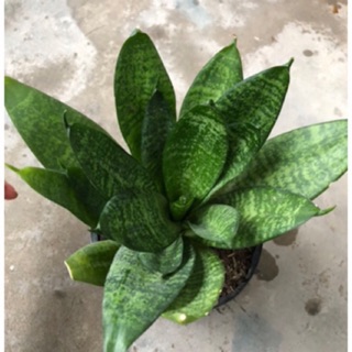 Lưỡi hổ xanh lùn