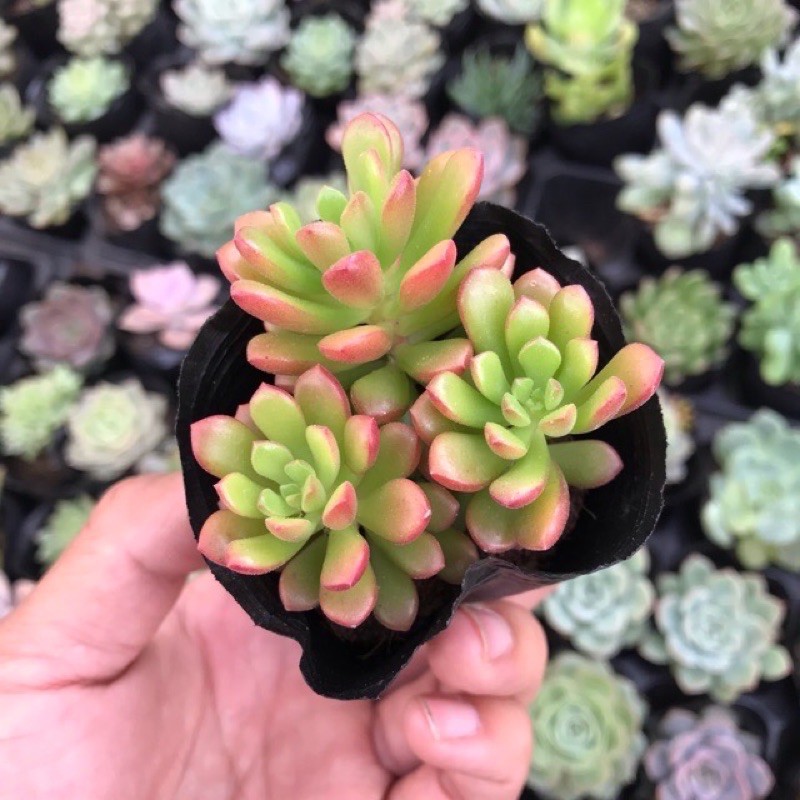 Sen đá Sedum kẹo đỏ