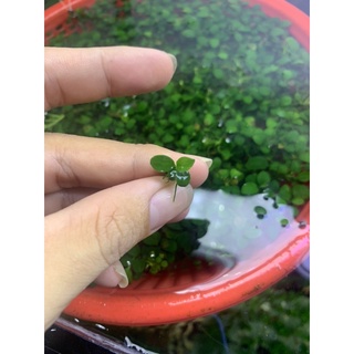 ráy nana petit thái ngọn lẻ