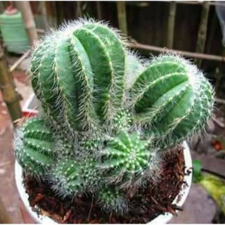 Hạt giống xương rồng cảnh