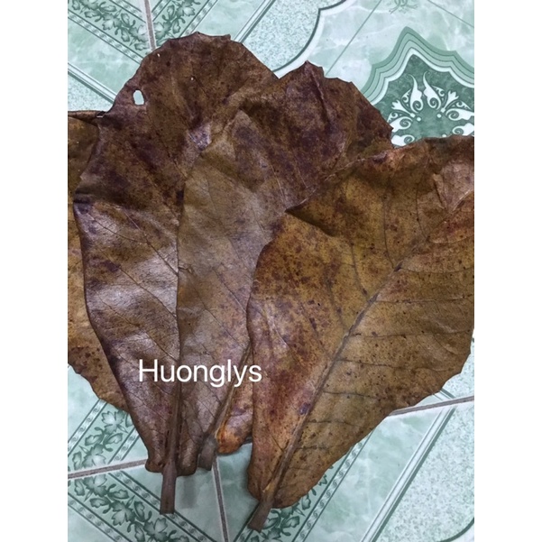 40 lá bàng loại lá rụng khô tự nhiên