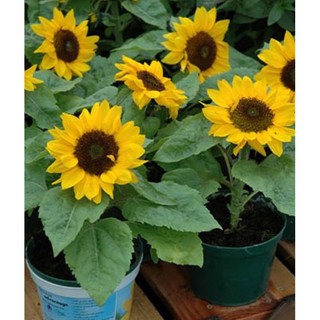 Giá sỉ - 15 Hạt giống hoa Hướng dương lùn