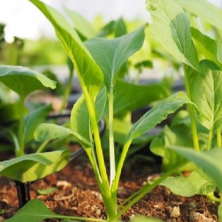 HẠT GIỐNG RAU CẢI NGỌT F1