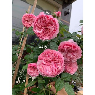 Cành Chiết Hoa Hồng Ngoại Carey (Giống Hoa Hồng)