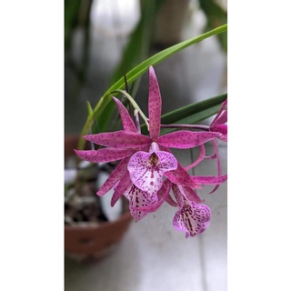 HOA LAN BRASS RUBY LAI CÂY GIỐNG