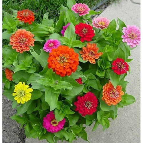 [Rẻ Vô Địch] hạt giống Cúc zinnia thấp cây