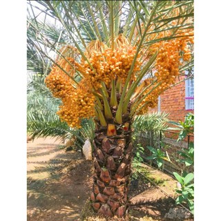 Cây chà là giống 3 tháng tuổi