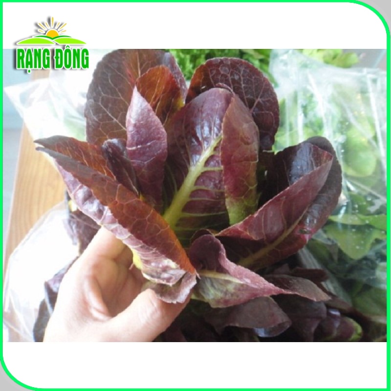 Hạt giống Xà Lách Romaine Tím dễ trồng, giàu dinh dưỡng, sinh trưởng khỏe (gói 2 gr) - Hạt giống Rạng Đông