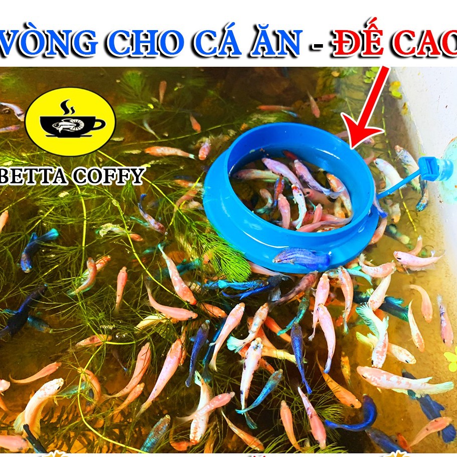 Vòng Cho Cá Ăn - Đế cao - Giữ Thức Ăn Cho Cá Cảnh