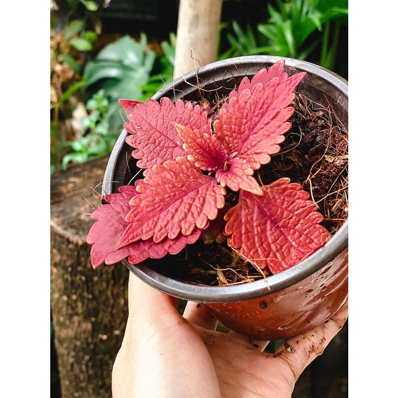 Cây Coleus scutellarioides Ruby Slippers (Lá Gấm Ruby Slippers) chậu nhựa 10cm