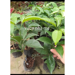 Cây lan tỏi