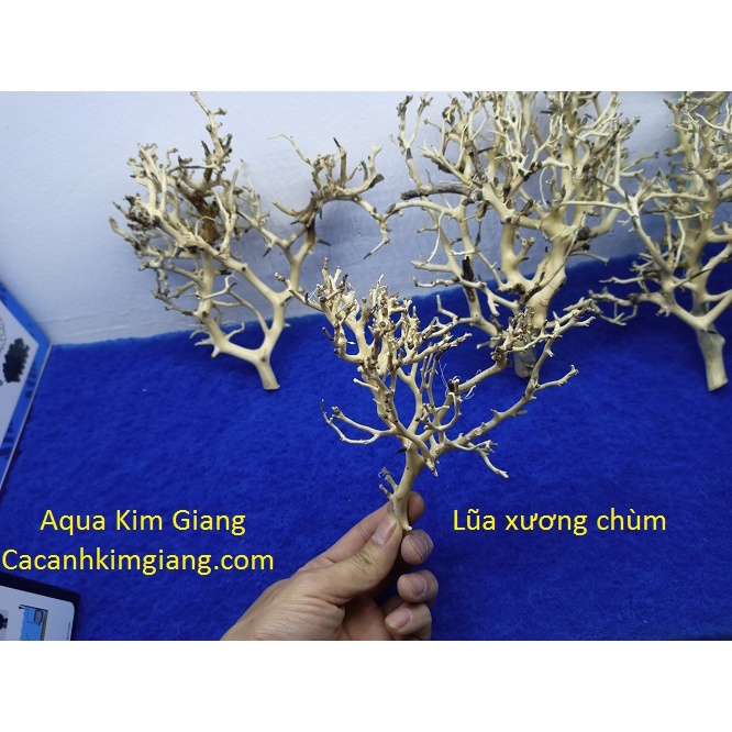 Lũa xương chùm nhánh thuỷ sinh - lũa xương chùm, tán quýt