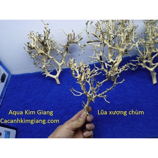 Lũa xương chùm nhánh thuỷ sinh - lũa xương chùm, tán quýt