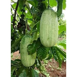 Hạt giống Dưa Chuột Mèo (Thái Lan) 1gr