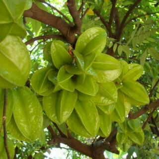 Thuốc kích thích sinh trưởng ATONIK