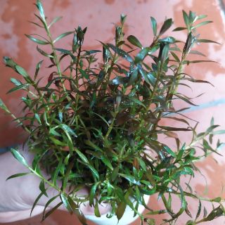 Cây thủy sinh vảy ốc bò (đỏ)