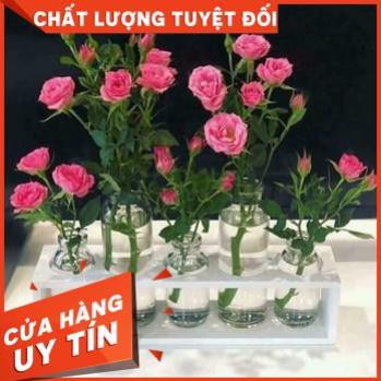 SÉT 5 BÌNH CẮM HOA THỦY TINH