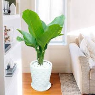 CÂY ĐẠI TỶ PHÚ (CÂY PHONG THỦY PHÁT TÀI)