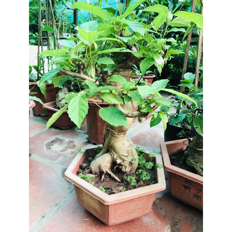 Sung Bonsai loại 1