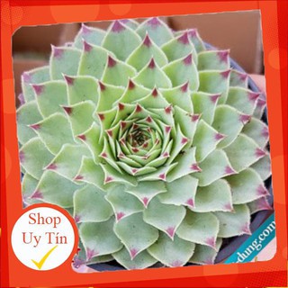 Sen đá Phật bà trắng lớn🍏 |FREESHIP| 🔥 XỨ NÓNG, ĐÃ THUẦN KHÍ HẬU, KHOẺ ĐẸP 🍏 LỖI 1 ĐỔI 1