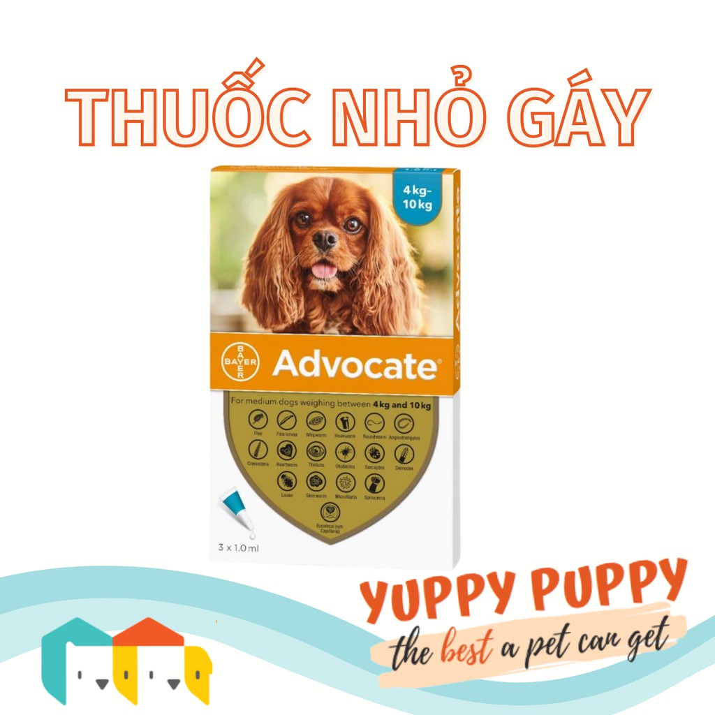 [𝐁𝐋𝐀𝐂𝐊 𝐅𝐑𝐈𝐃𝐀𝐘 𝟏𝟎%  𝐘𝐔𝐏𝐏𝐘𝐁𝐅] Advocate 4-10KG Thuốc nhỏ gáy trị ve rận, ghẻ, giun sán - Advocate cho chó / cún