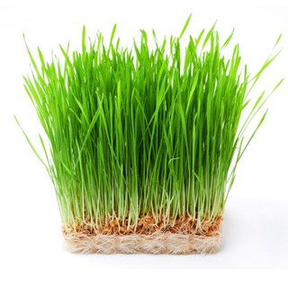 Gói 100g Hạt giống mầm lúa mạch - đại mạch