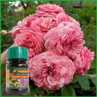 Phân bón hữu cơ kích thích ra hoa powerfeed 100ml