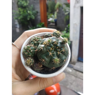 Xương rồng DAMSI