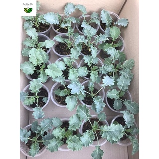 Cây Giống Cải Xoăn, Kale Xoăn Xanh, (Chỉ Ship Địa Chỉ Ở Hà Nội) Kale Tím, Khủng Long, Red Russian, Hạt