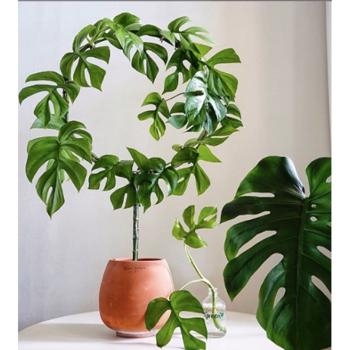 Mini Monstera 30-45cm trầu bà lá xẻ leo mini