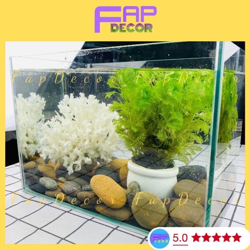 Bông Rạn Sạn Hô Nhánh Gai Trang Trí Bể Cá, Trang Trí Chụp Cảnh, Làm Đẹp Decor Phòng - FapFood