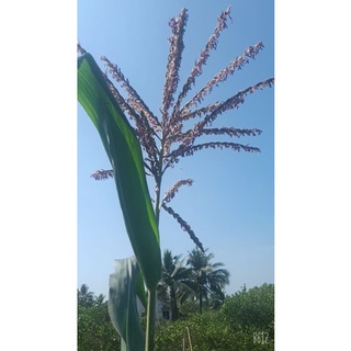 10 HẠT GIỐNG BẮP TÍM( BẮP NỮ HOÀNG)