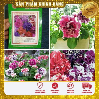 Hạt Giống Hoa Dạ Yến Thảo Kép Mix F1(20-30 hạt)