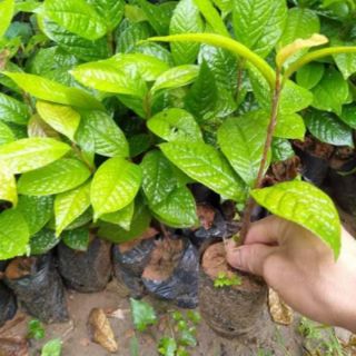 Cây giống trà hoa vàng