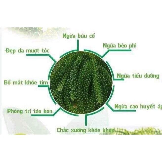 100gr rong nho tách nước Nha Trang(tặng kèm sốt mè rang)❤nở đều, xanh đẹp❤freeship