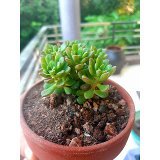 sen đá sedum rubi