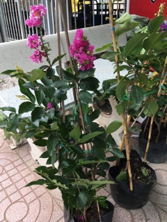 Cây bằng lăng thái