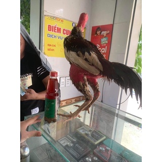 mốc lác gà đá