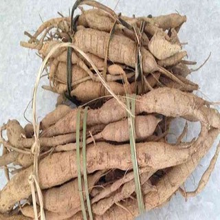 Cây giống cát sâm
